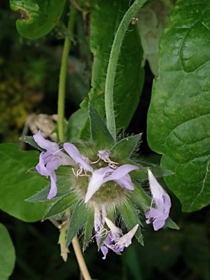 photo of Wild Bergamot