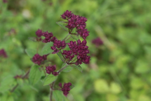 photo of Wild Marjoram