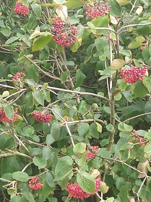 photo of Wayfaring Tree