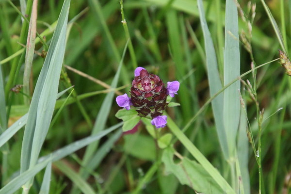 photo of Selfheal