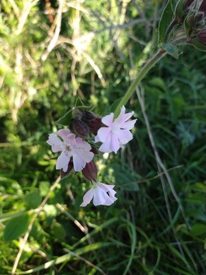 photo of Red Campion