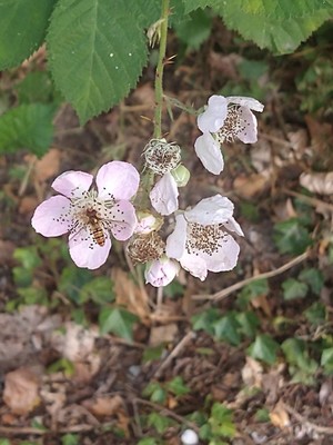 photo of Elm Leaved Bramble