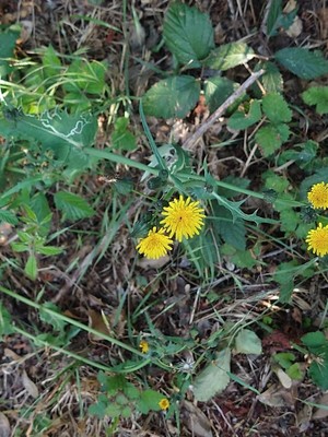 photo of Smooth Sow Thistle