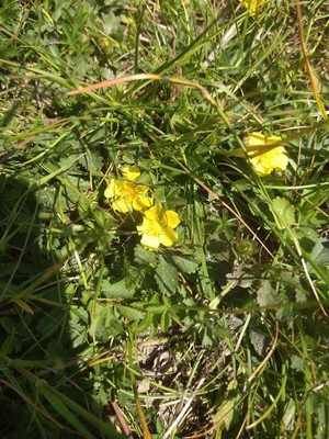 photo of Creeping Cinquefoil