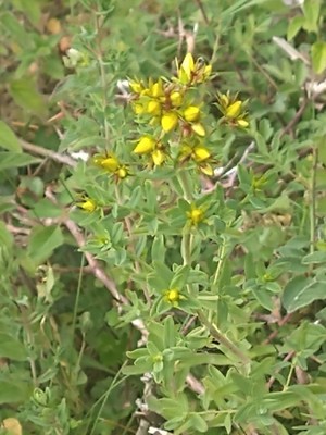 photo of Perforate St. John's Wort