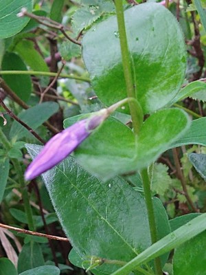 photo of Greater Periwinkle