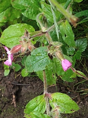 photo of Red Campion