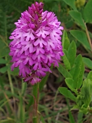 photo of Pyramidal Orchid