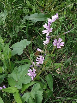 photo of Common Mallow