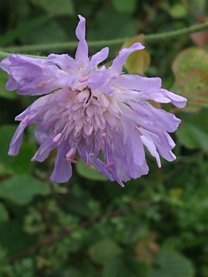 photo of Field Scabious