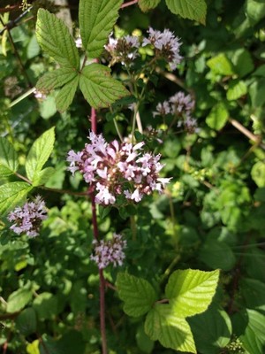 photo of Wild Marjoram