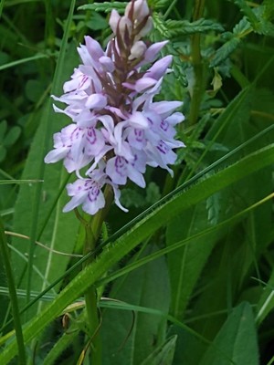 photo of Common Spotted Orchid