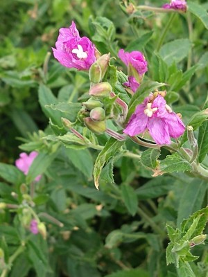 photo of Great Willowherb