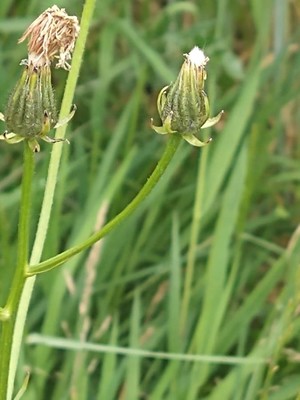 photo of Rough Hawk's Beard