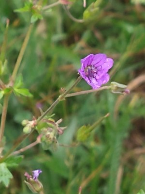 photo of Hedgerow Crane's Bill