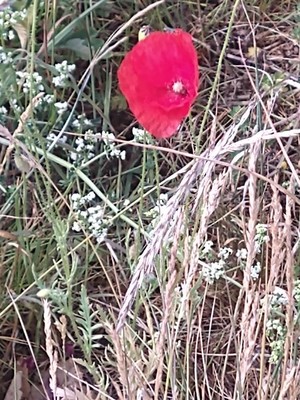 photo of Common Poppy