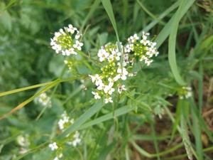 photo of White Ballmustard