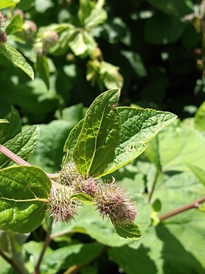 photo of Lesser Burdock