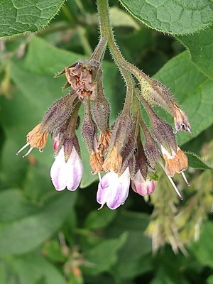 photo of Common Comfrey