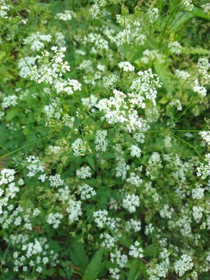 photo of Cow Parsley