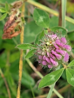 photo of Red Clover