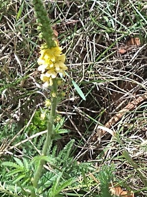 photo of Agrimony