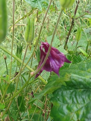 photo of Dark Columbine