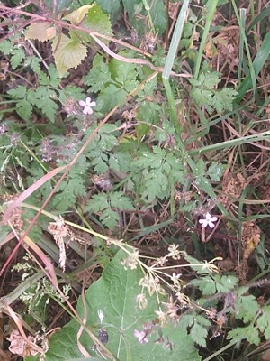 photo of Herb Robert