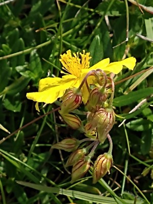 photo of Common Rockrose