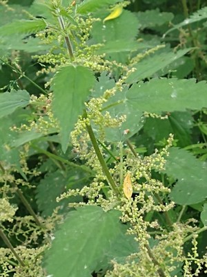 photo of Common Nettle