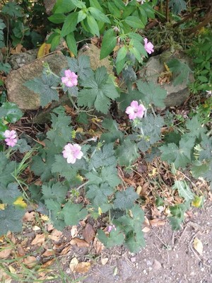 photo of Endres Cranesbill