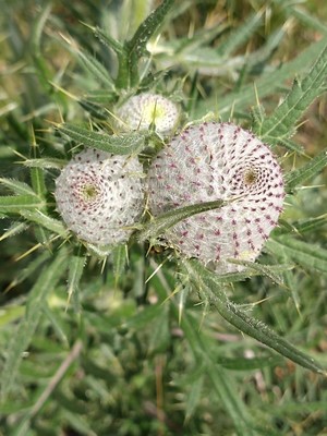 photo of Woolly Thistle