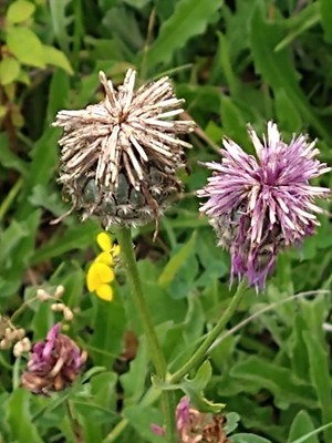 photo of Greater Knapweed