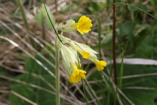 photo of Cowslip