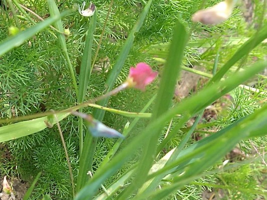 photo of Grass Vetchling