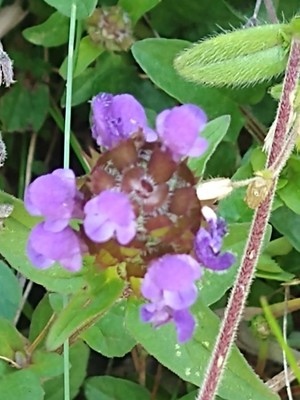 photo of Selfheal