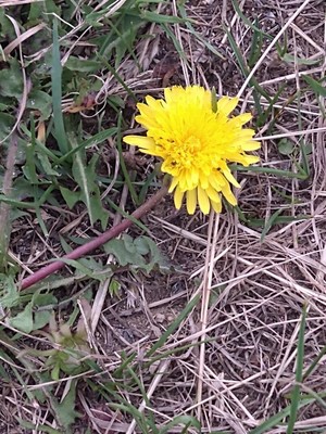 photo of Dandelion