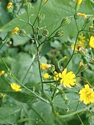 photo of Nipplewort