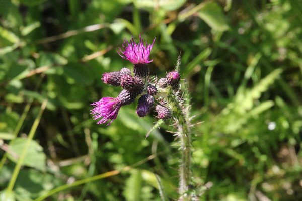 photo of Marsh Thistle