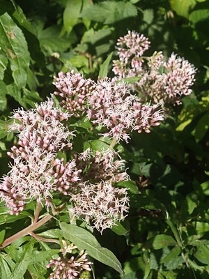 photo of Hemp Agrimony