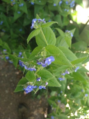 photo of Green Alkanet