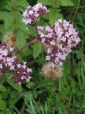 photo of Wild Marjoram