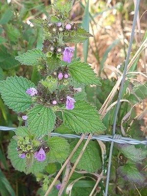 photo of Black Horehound