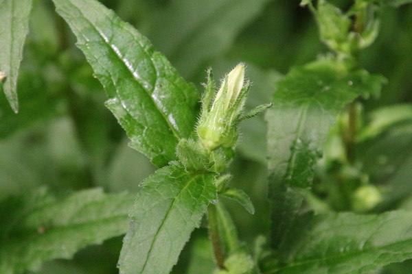 photo of Nettle Leaved Bellflower