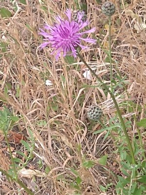 photo of Greater Knapweed