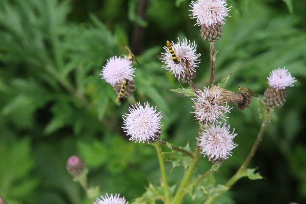 photo of Creeping Thistle