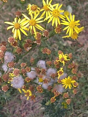 photo of Ragwort