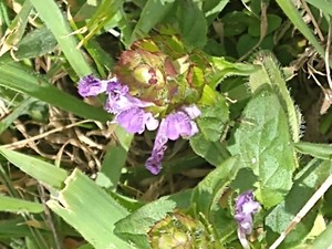 photo of Selfheal