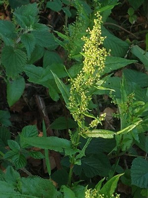 photo of Curled Dock