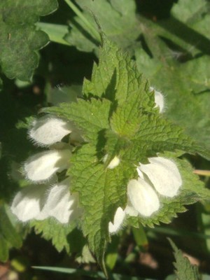 photo of White Dead Nettle